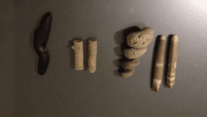 عرق السواحل